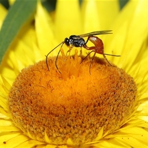 Ichneumonidae (family) at Acton, ACT - 10 Nov 2024 10:31 AM