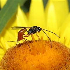 Ichneumonidae (family) at Acton, ACT - 10 Nov 2024 10:31 AM