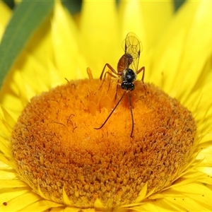 Ichneumonidae (family) at Acton, ACT - 10 Nov 2024 10:31 AM