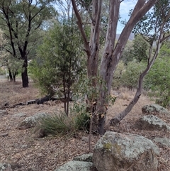 Brachychiton populneus (Kurrajong) at Chisholm, ACT - 11 Nov 2024 by PatMASH