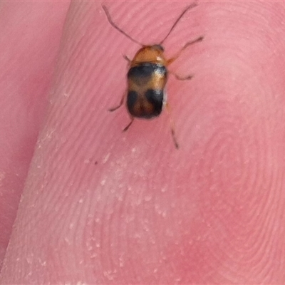 Aporocera sp. (genus) (Unidentified Aporocera leaf beetle) at Karabar, NSW - 11 Nov 2024 by clarehoneydove