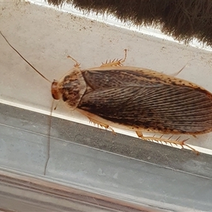 Calolampra sp. (genus) at Yass River, NSW - 11 Nov 2024