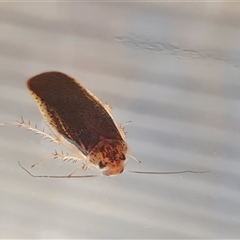 Calolampra sp. (genus) at Yass River, NSW - 11 Nov 2024