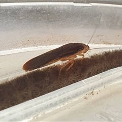 Calolampra sp. (genus) at Yass River, NSW - 11 Nov 2024