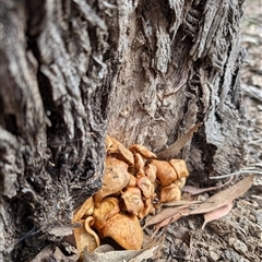 Gymnopilus junonius (Spectacular Rustgill) at Yass River, NSW - 7 Nov 2024 by SenexRugosus