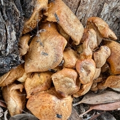 Gymnopilus junonius at Yass River, NSW - 8 Nov 2024