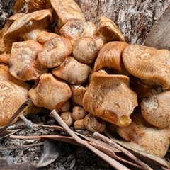 Gymnopilus junonius at Yass River, NSW - 8 Nov 2024