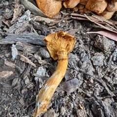 Gymnopilus junonius at Yass River, NSW - 8 Nov 2024