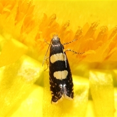 Glyphipterix chrysoplanetis at Acton, ACT - 10 Nov 2024 10:23 AM