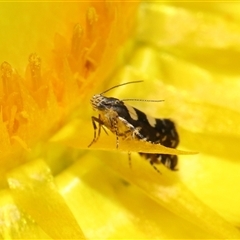 Glyphipterix chrysoplanetis at Acton, ACT - 10 Nov 2024 10:23 AM