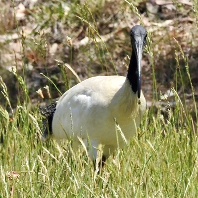 Threskiornis molucca (Australian White Ibis) at Bonner, ACT - 9 Nov 2024 by KMcCue