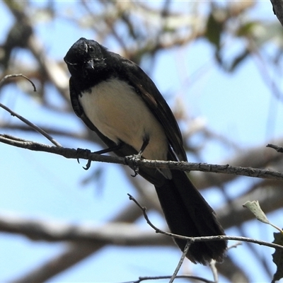 Rhipidura leucophrys (Willie Wagtail) at Bonner, ACT - 10 Nov 2024 by KMcCue