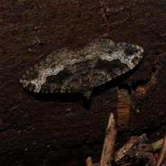 Epyaxa subidaria (Subidaria Moth) at Freshwater Creek, VIC - 3 Nov 2024 by WendyEM