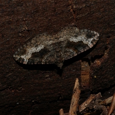 Epyaxa subidaria (Subidaria Moth) at Freshwater Creek, VIC - 3 Nov 2024 by WendyEM