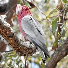 Eolophus roseicapilla (Galah) at Bonner, ACT - 9 Nov 2024 by KMcCue