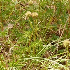 Acaena novae-zelandiae at Freshwater Creek, VIC - 3 Nov 2024 by WendyEM