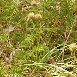 Acaena novae-zelandiae at Freshwater Creek, VIC by WendyEM