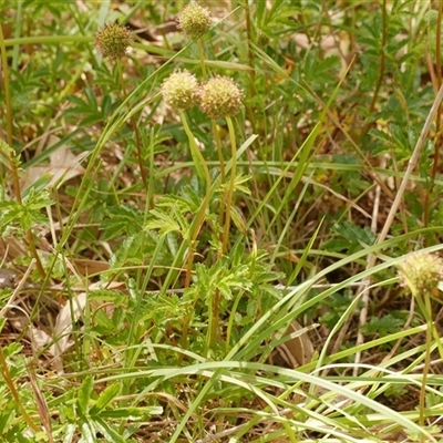 Acaena novae-zelandiae at Freshwater Creek, VIC - 3 Nov 2024 by WendyEM