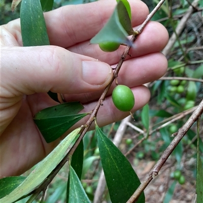 Persoonia levis at Pappinbarra, NSW - 11 Nov 2024 by jonvanbeest