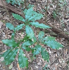 Argyrodendron actinophyllum at Pappinbarra, NSW - 11 Nov 2024 11:39 AM