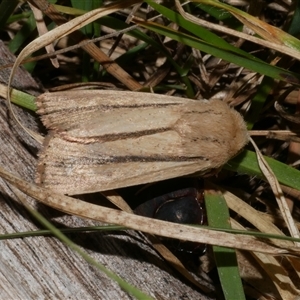 Leucania diatrecta (A Noctuid moth) at Freshwater Creek, VIC by WendyEM