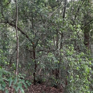 Trochocarpa laurina at Pappinbarra, NSW - 11 Nov 2024 11:03 AM