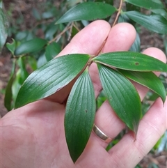 Trochocarpa laurina at Pappinbarra, NSW - 11 Nov 2024 11:03 AM