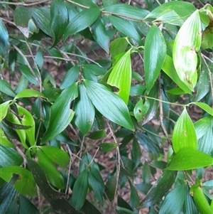 Trochocarpa laurina at Pappinbarra, NSW - 11 Nov 2024