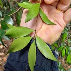 Trochocarpa laurina at Pappinbarra, NSW - 11 Nov 2024 11:03 AM