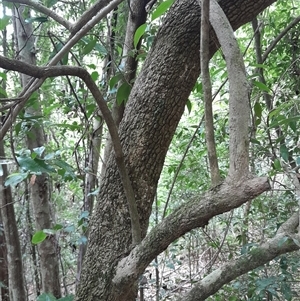 Trochocarpa laurina at Pappinbarra, NSW - 11 Nov 2024