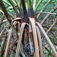 Cyathea australis subsp. australis at Pappinbarra, NSW - 10 Nov 2024 by jonvanbeest