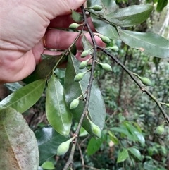 Eupomatia laurina at Pappinbarra, NSW - 11 Nov 2024 10:21 AM