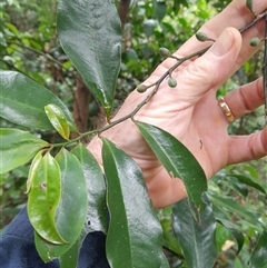 Eupomatia laurina at Pappinbarra, NSW - 11 Nov 2024 10:21 AM