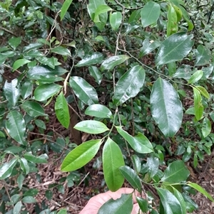 Eupomatia laurina at Pappinbarra, NSW - 11 Nov 2024 10:21 AM