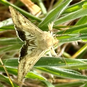 Helicoverpa punctigera at Bonner, ACT - 10 Nov 2024