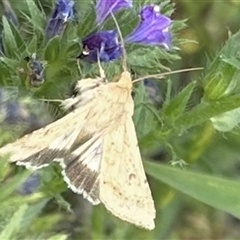 Helicoverpa punctigera at Bonner, ACT - 10 Nov 2024