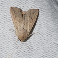 Mythimna (Pseudaletia) convecta (Common Armyworm) at Freshwater Creek, VIC - 4 Nov 2024 by WendyEM