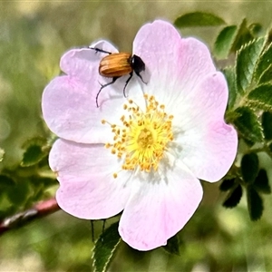 Phyllotocus rufipennis at Bonner, ACT - 10 Nov 2024