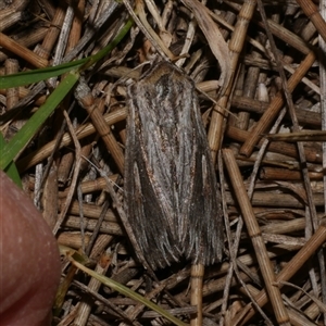 Persectania ewingii at Freshwater Creek, VIC - 4 Nov 2024