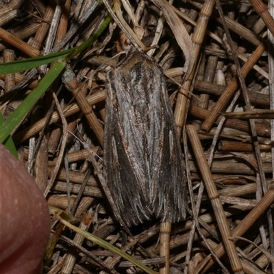 Persectania ewingii (Southern Armyworm) at Freshwater Creek, VIC - 4 Nov 2024 by WendyEM