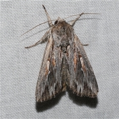 Persectania ewingii at Freshwater Creek, VIC - 4 Nov 2024