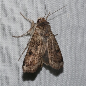 Agrotis porphyricollis (Variable Cutworm) at Freshwater Creek, VIC by WendyEM