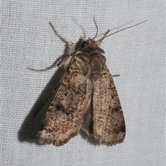 Agrotis porphyricollis at Freshwater Creek, VIC - 4 Nov 2024 08:31 PM