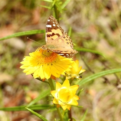 Vanessa kershawi (Australian Painted Lady) at Bonner, ACT - 10 Nov 2024 by KMcCue