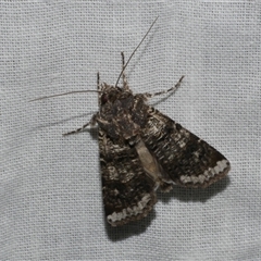 Agrotis porphyricollis (Variable Cutworm) at Freshwater Creek, VIC - 4 Nov 2024 by WendyEM