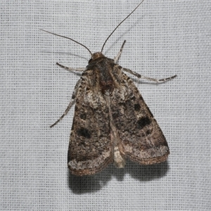 Agrotis porphyricollis (Variable Cutworm) at Freshwater Creek, VIC by WendyEM