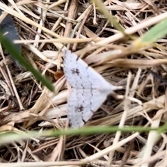 Dichromodes estigmaria (Pale Grey Heath Moth) at Kambah, ACT - 7 Nov 2024 by Wildlife