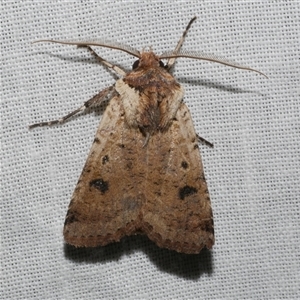 Agrotis porphyricollis (Variable Cutworm) at Freshwater Creek, VIC by WendyEM