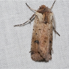 Agrotis porphyricollis at Freshwater Creek, VIC - 4 Nov 2024