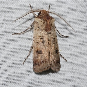 Agrotis porphyricollis (Variable Cutworm) at Freshwater Creek, VIC by WendyEM